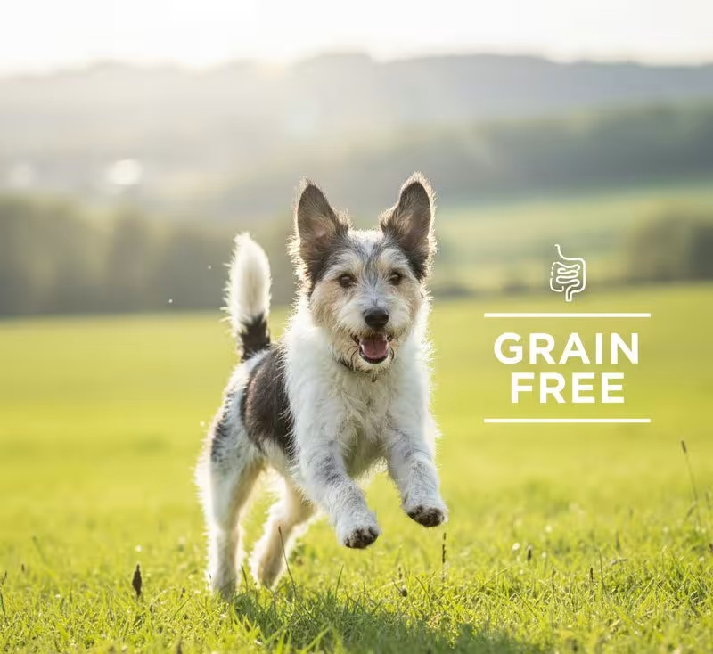 A bag of grain free high protein dry dog food on display